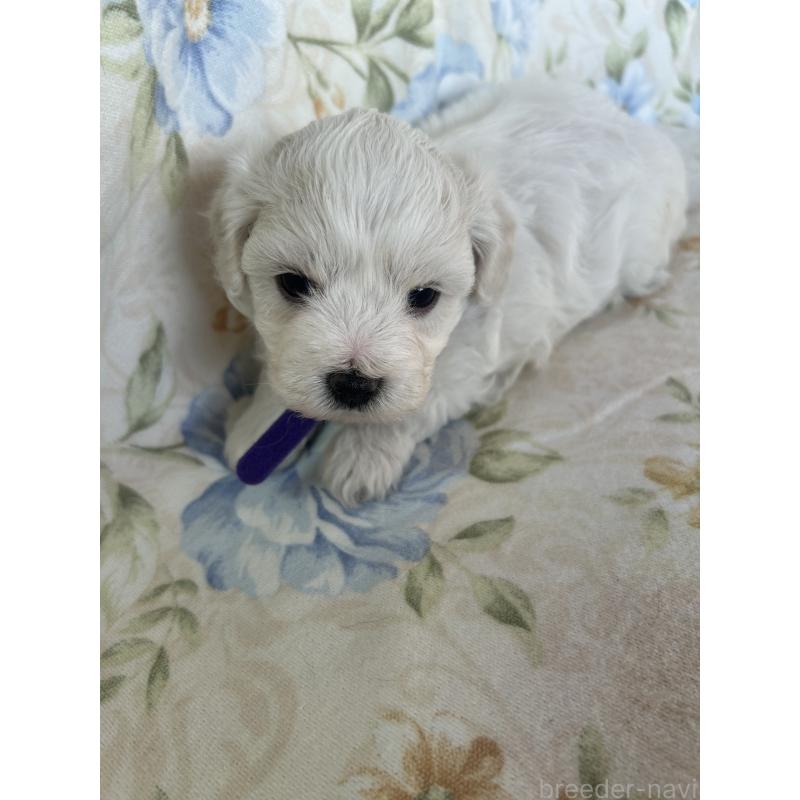 販売中の愛知県のビションフリーゼ-430028の5枚目