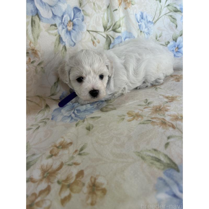 販売中の愛知県のビションフリーゼ-430028の4枚目