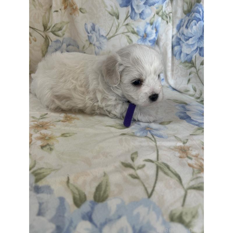 販売中の愛知県のビションフリーゼ-430028の3枚目