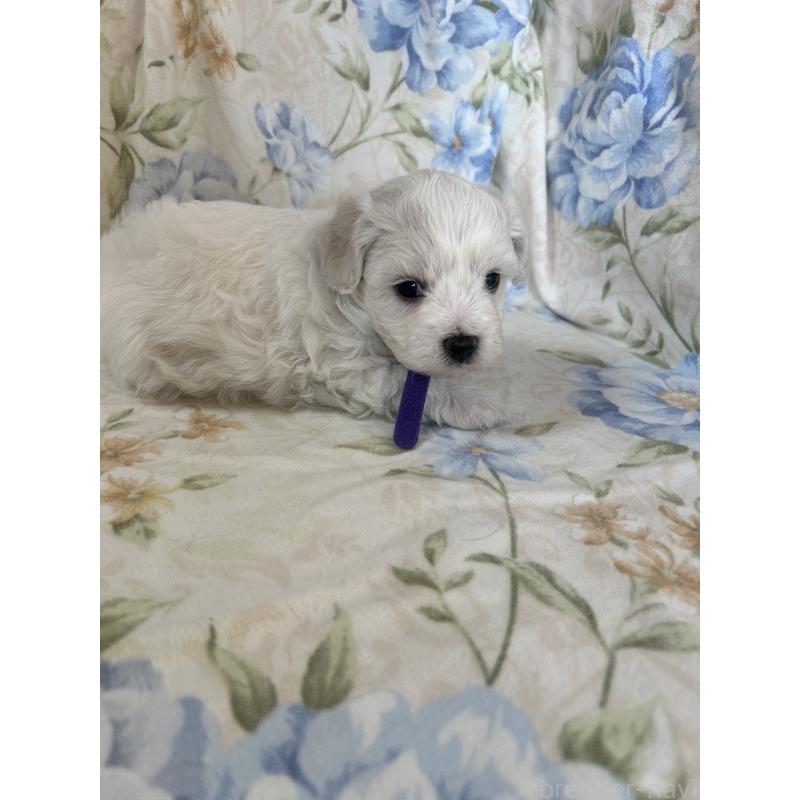 販売中の愛知県のビションフリーゼ-430028の2枚目