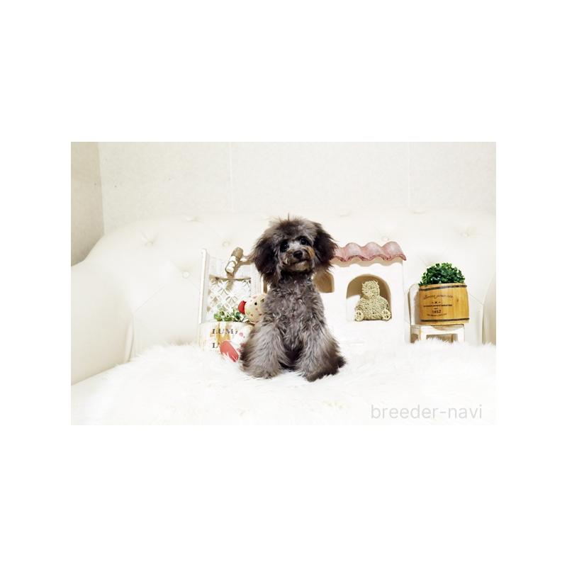 販売中の佐賀県のトイプードル-430030の5枚目