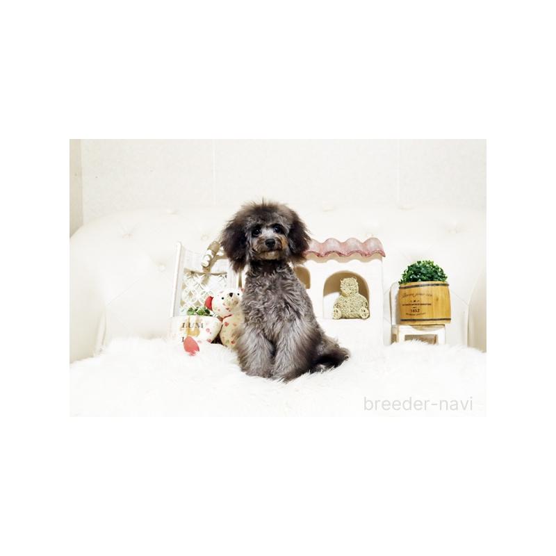 販売中の佐賀県のトイプードル-430030の4枚目