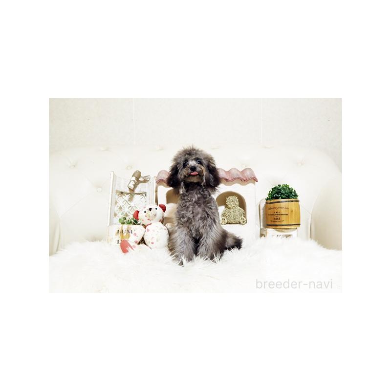 販売中の佐賀県のトイプードル-430030の2枚目