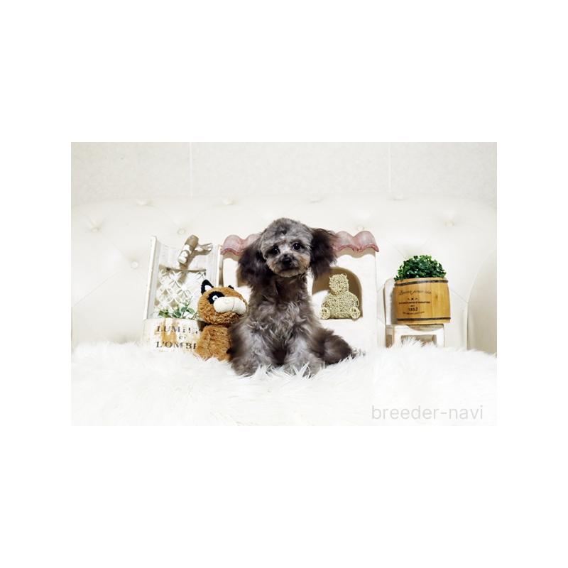 販売中の佐賀県のトイプードル-430031の5枚目