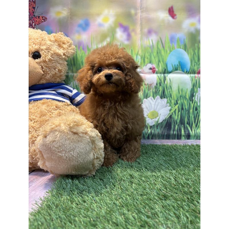 販売中の神奈川県のティーカッププードル-413546の6枚目