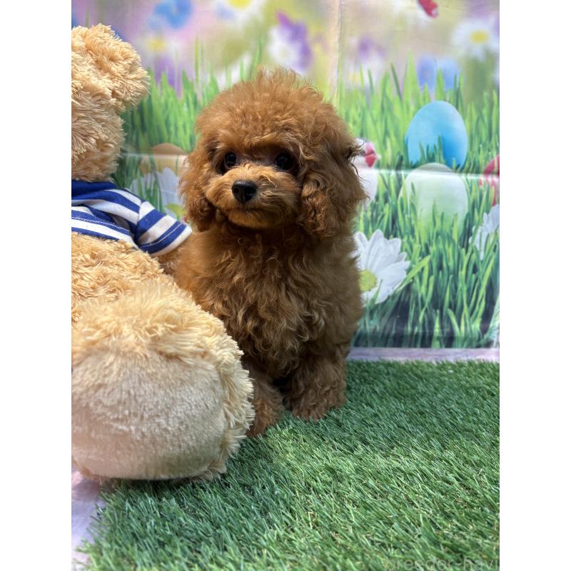 販売中の神奈川県のティーカッププードル-413546の5枚目