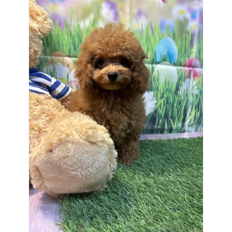 販売中の神奈川県のティーカッププードル-413546の4枚目