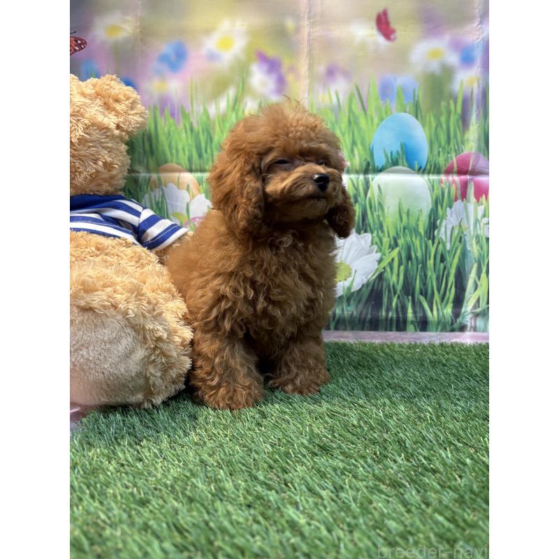 販売中の神奈川県のティーカッププードル-413546の3枚目