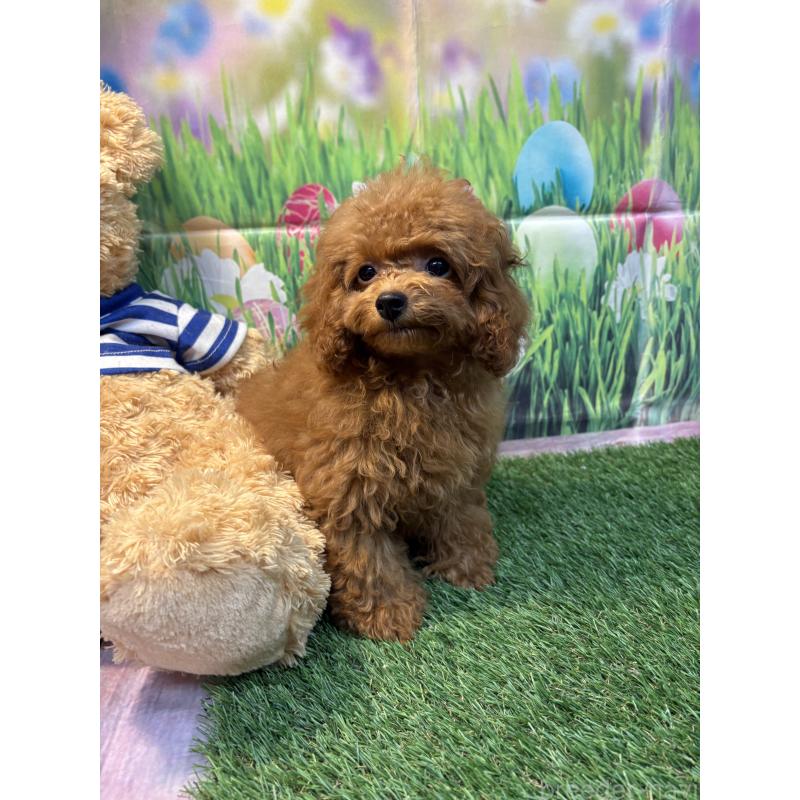 販売中の神奈川県のティーカッププードル-413546の2枚目