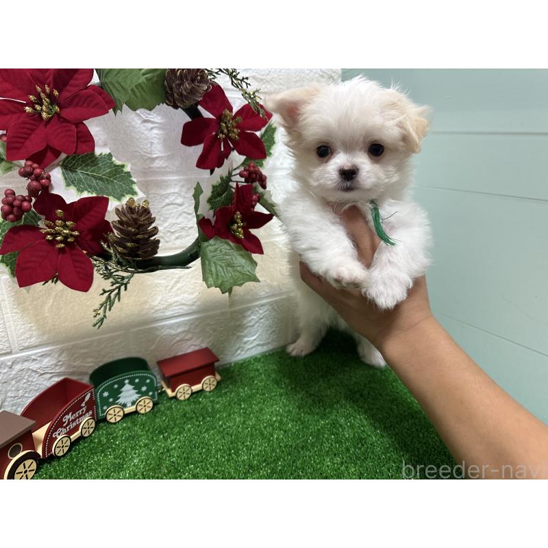 販売中の愛媛県のチワマル:チワワ×マルチーズ-426735の5枚目