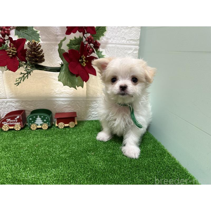 販売中の愛媛県のチワマル:チワワ×マルチーズ-426735の4枚目