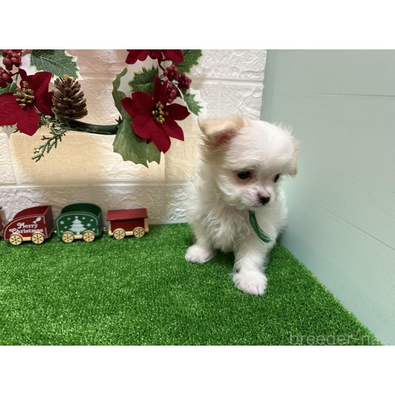 販売中の愛媛県のチワマル:チワワ×マルチーズ-426735の3枚目