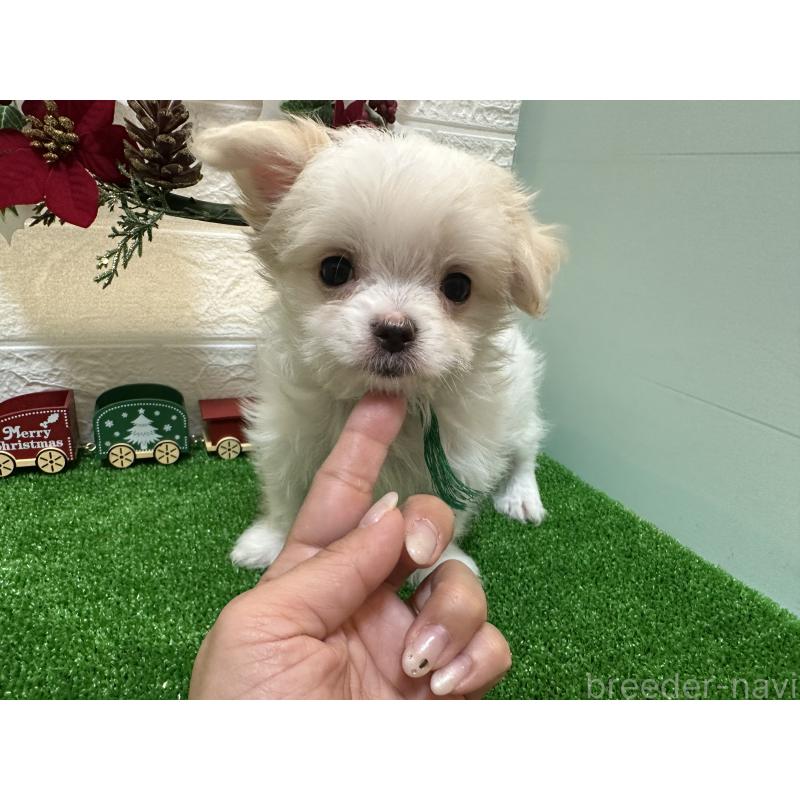 販売中の愛媛県のチワマル:チワワ×マルチーズ-426735の2枚目