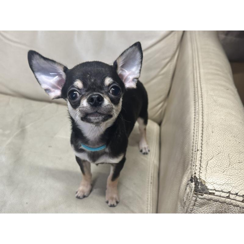 販売中の北海道のチワワ(スムースコート)-421452の7枚目