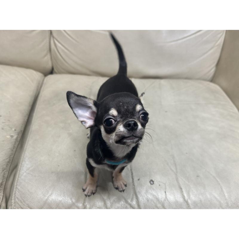 販売中の北海道のチワワ(スムースコート)-421452の6枚目