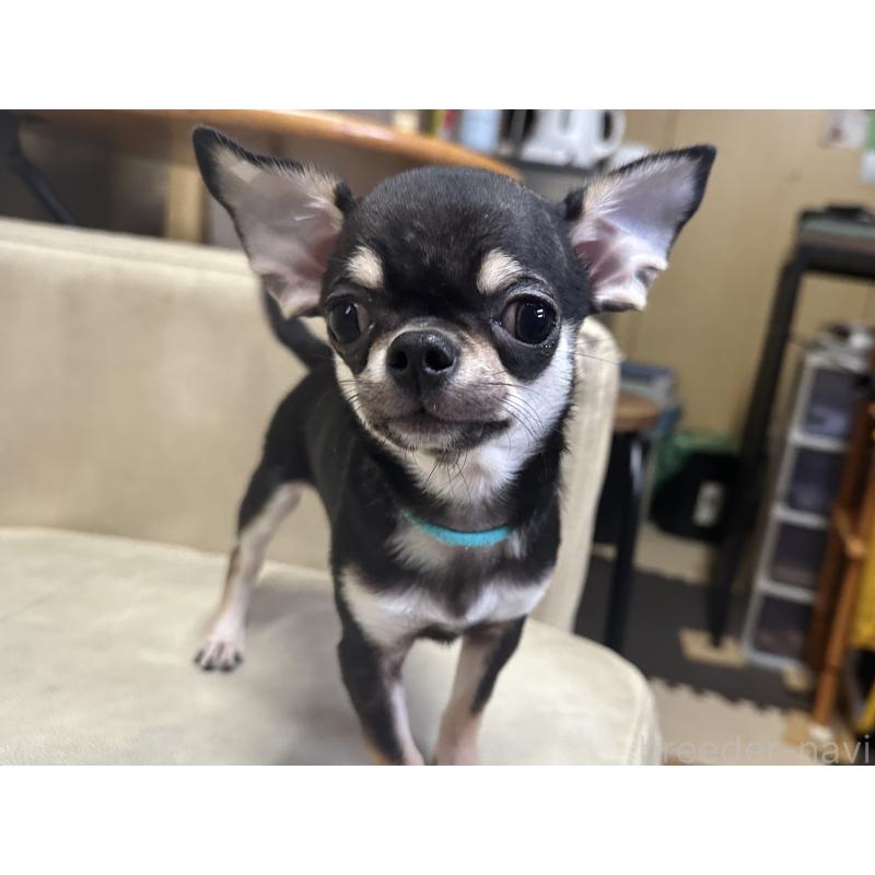 販売中の北海道のチワワ(スムースコート)-421452の5枚目