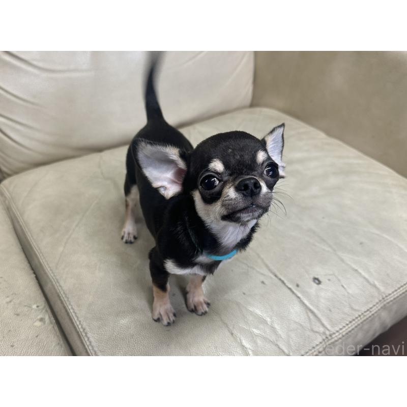 販売中の北海道のチワワ(スムースコート)-421452の4枚目