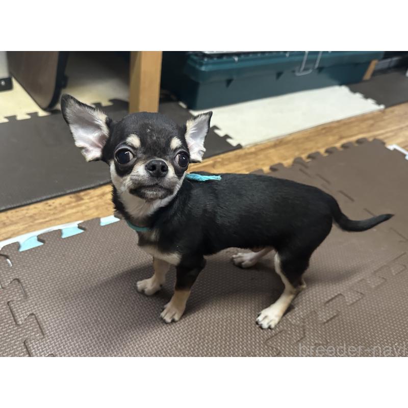 販売中の北海道のチワワ(スムースコート)-421452の3枚目