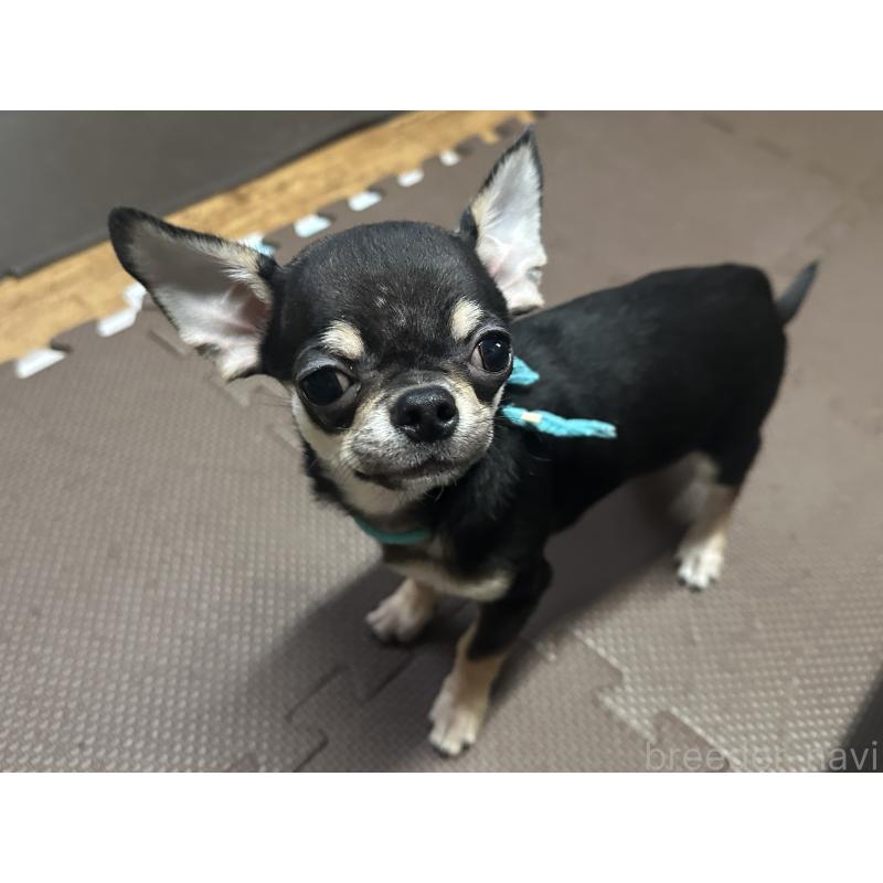 販売中の北海道のチワワ(スムースコート)-421452の2枚目