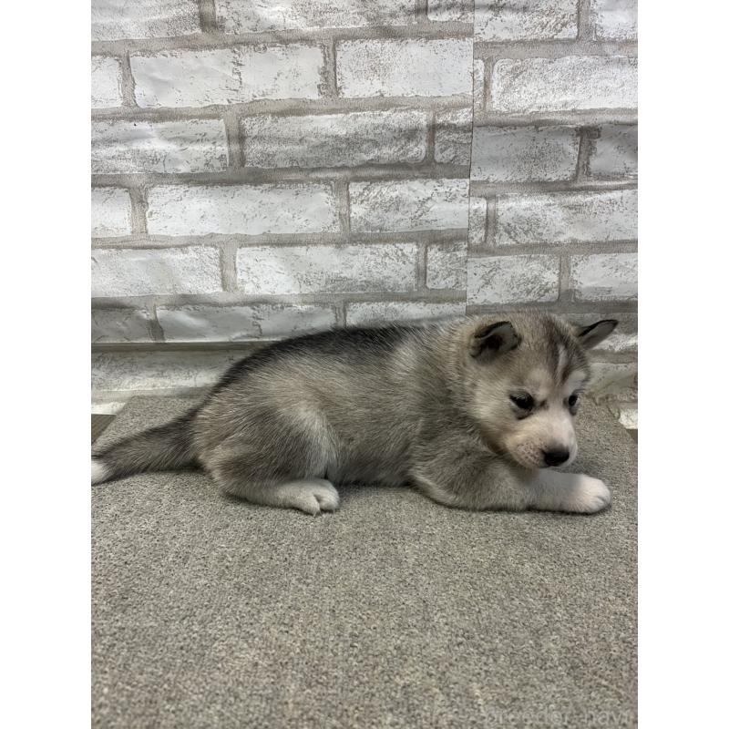 販売中の千葉県のシベリアンハスキー-430032の2枚目