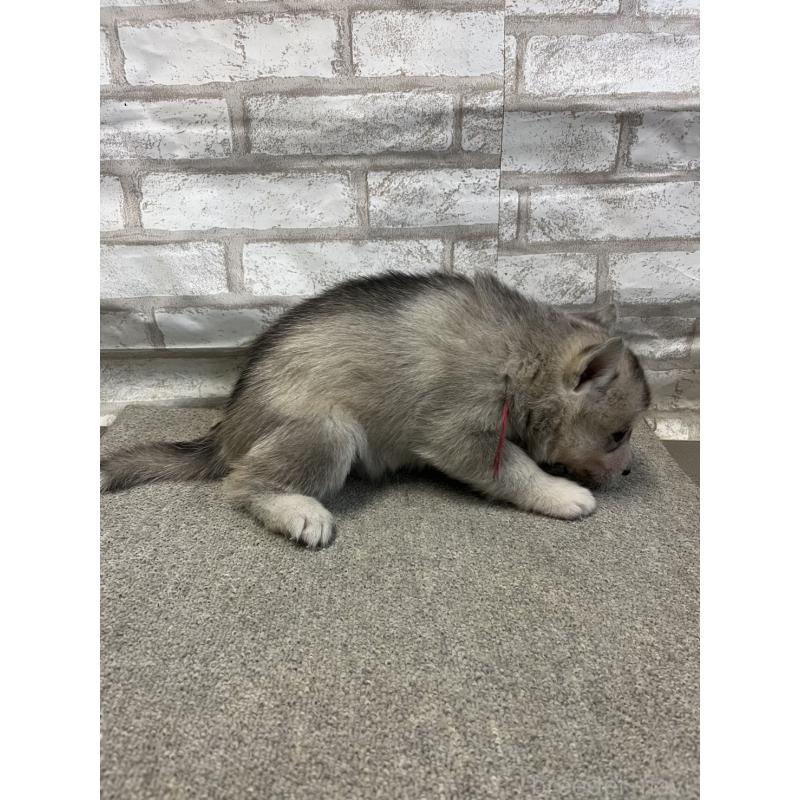 販売中の千葉県のシベリアンハスキー-430033の2枚目