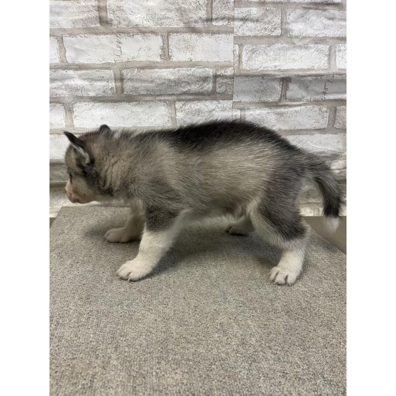 販売中の千葉県のシベリアンハスキー-430034の3枚目