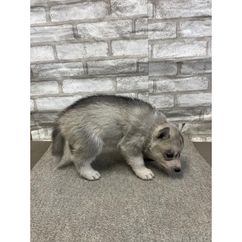 販売中の千葉県のシベリアンハスキー-430035の3枚目
