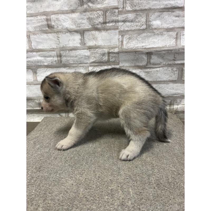 販売中の千葉県のシベリアンハスキー-430036の3枚目