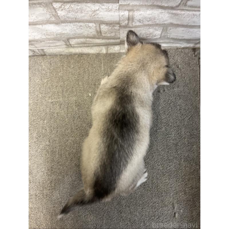 販売中の千葉県のシベリアンハスキー-430036の2枚目