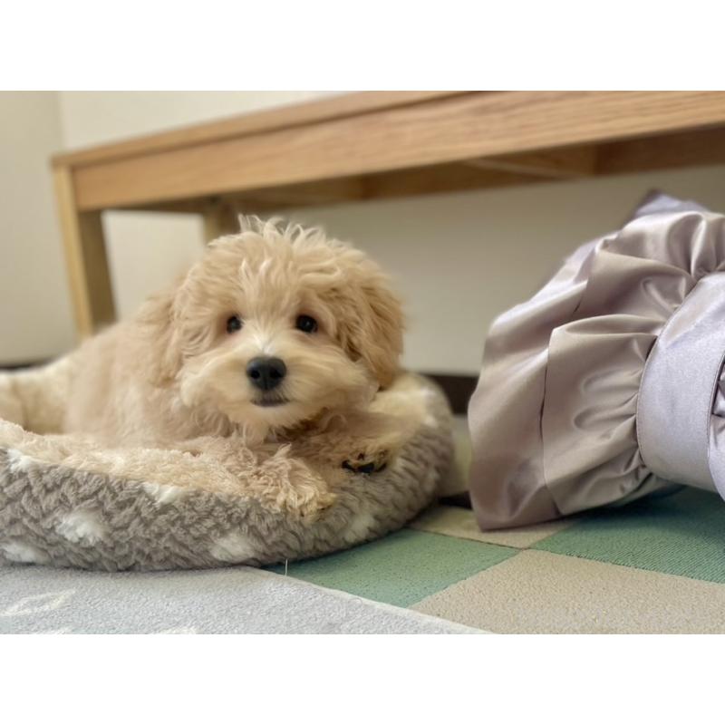 販売中の福岡県のポメプー:ポメラニアン×トイプードル-406553の14枚目