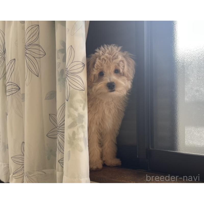 販売中の福岡県のポメプー:ポメラニアン×トイプードル-406553の13枚目