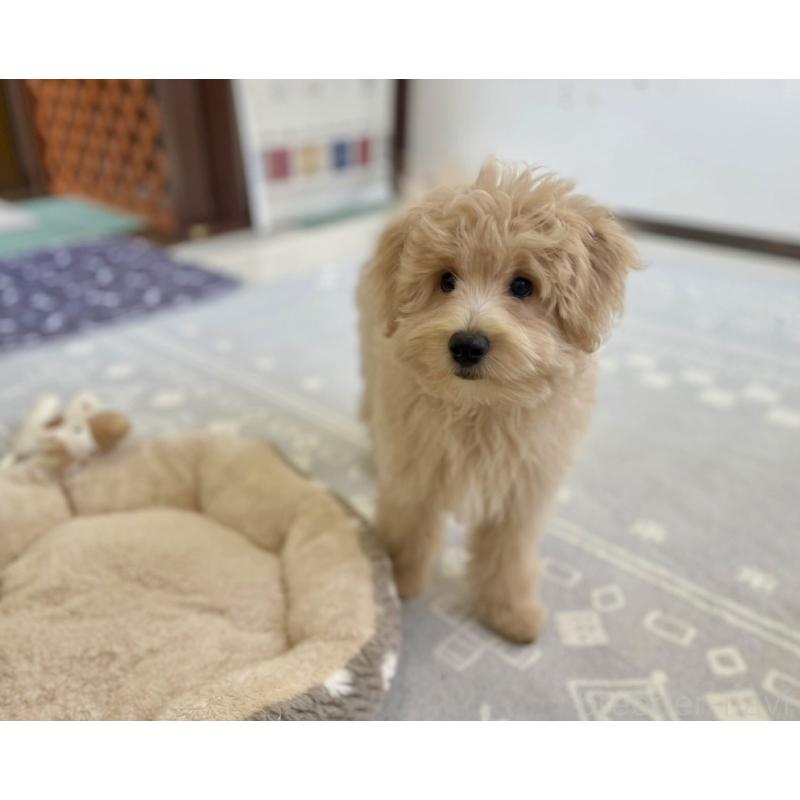 販売中の福岡県のポメプー:ポメラニアン×トイプードル-406553の12枚目