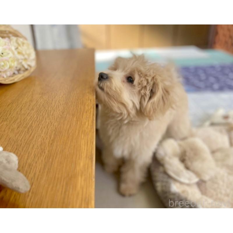 販売中の福岡県のポメプー:ポメラニアン×トイプードル-406553の11枚目