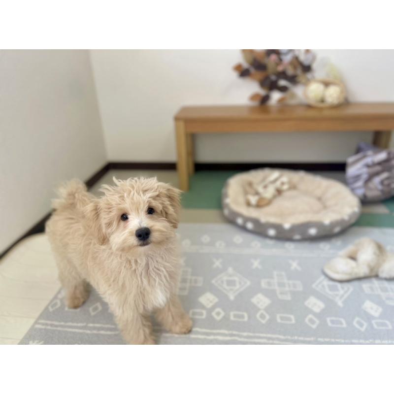 販売中の福岡県のポメプー:ポメラニアン×トイプードル-406553の10枚目