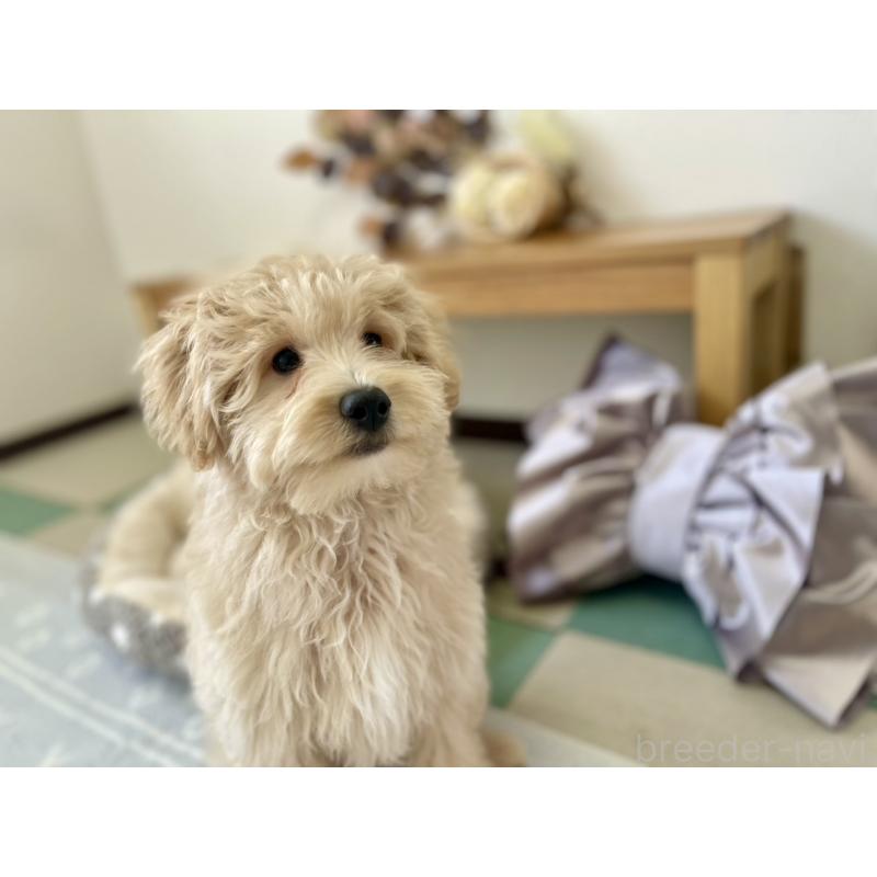 販売中の福岡県のポメプー:ポメラニアン×トイプードル-406553の9枚目