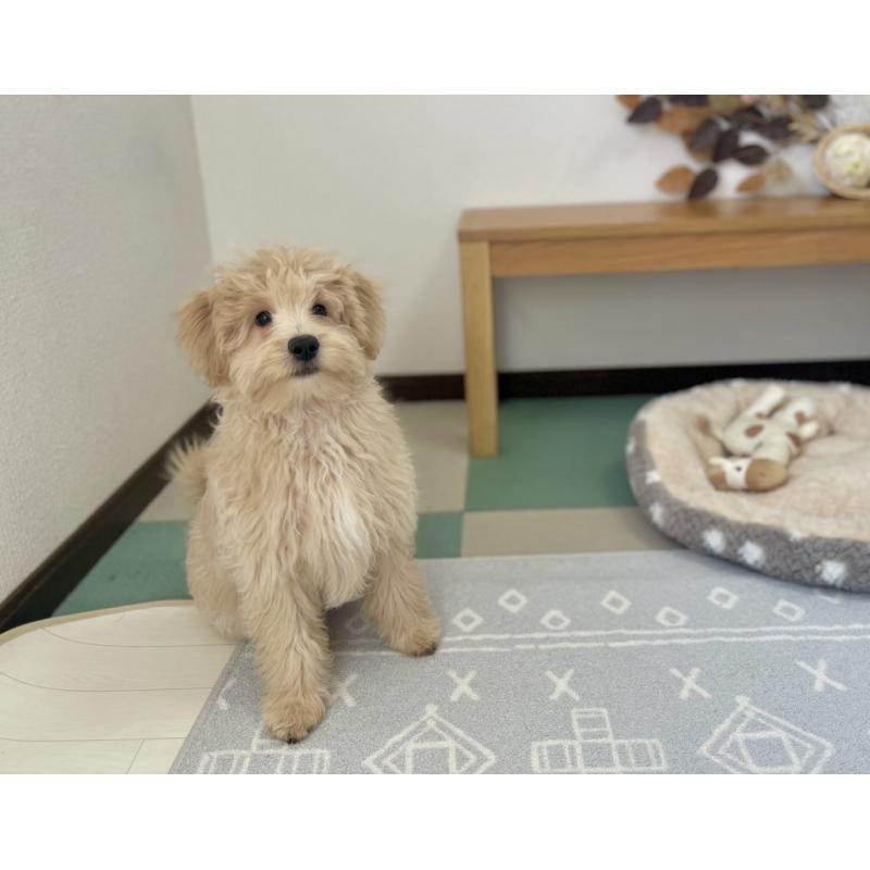 販売中の福岡県のポメプー:ポメラニアン×トイプードル-406553の8枚目