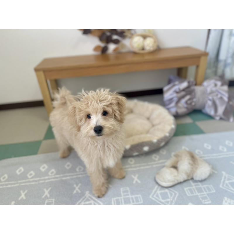 販売中の福岡県のポメプー:ポメラニアン×トイプードル-406553の7枚目