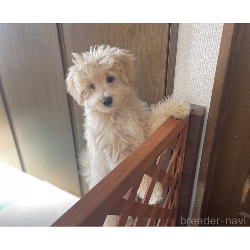 販売中の福岡県のポメプー:ポメラニアン×トイプードル-406553の6枚目