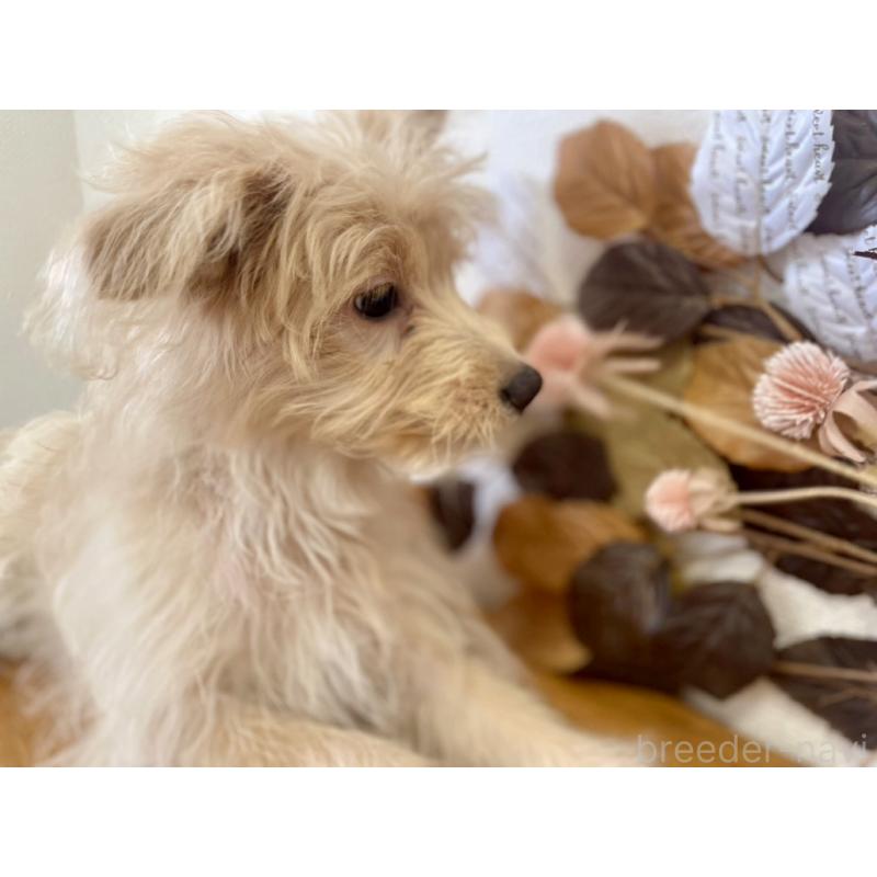 販売中の福岡県のポメプー:ポメラニアン×トイプードル-406552の14枚目