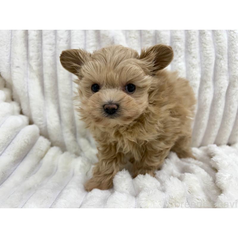 成約済の東京都のマルプー:マルチーズ×トイプードル-429840の3枚目