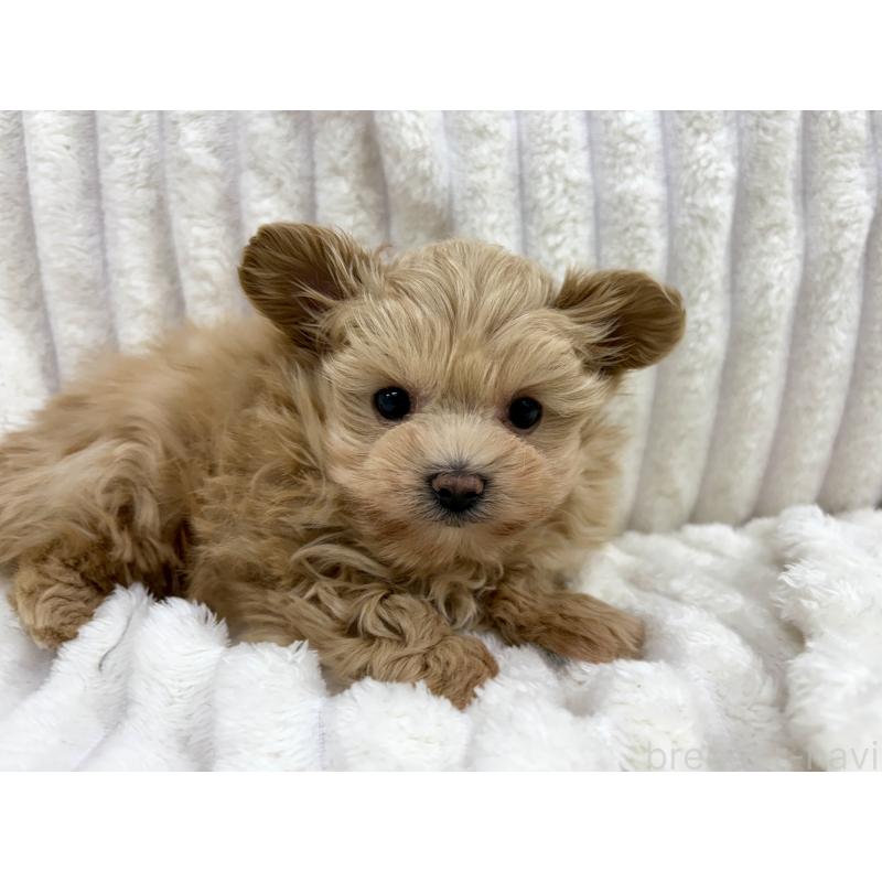 成約済の東京都のマルプー:マルチーズ×トイプードル-429840の2枚目