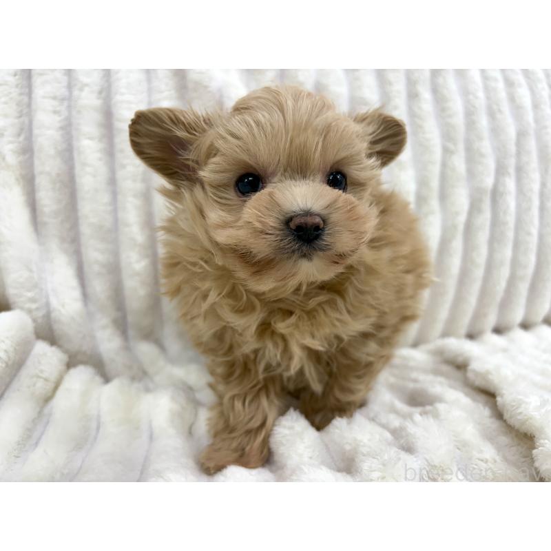 成約済の東京都のマルプー:マルチーズ×トイプードル-429840