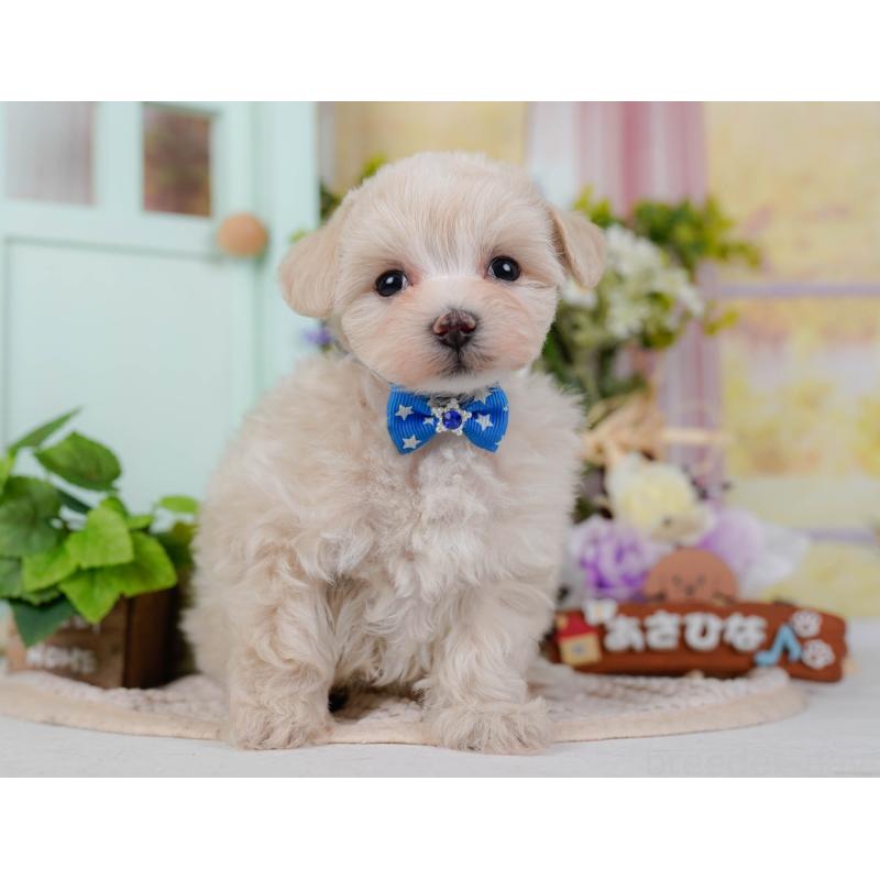 販売中の神奈川県のマルプー:マルチーズ×トイプードル-430039の12枚目