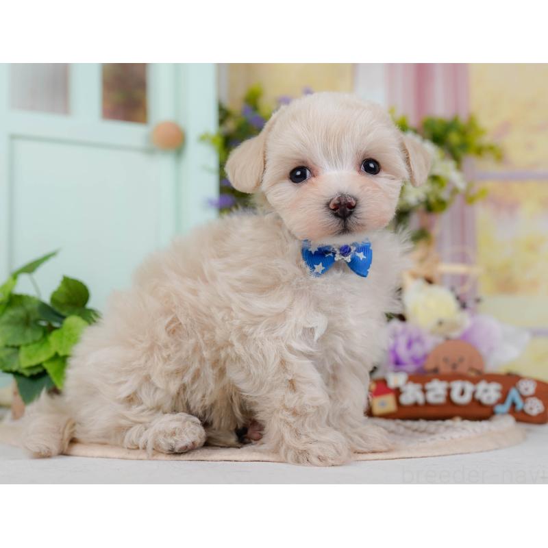 販売中の神奈川県のマルプー:マルチーズ×トイプードル-430039の9枚目