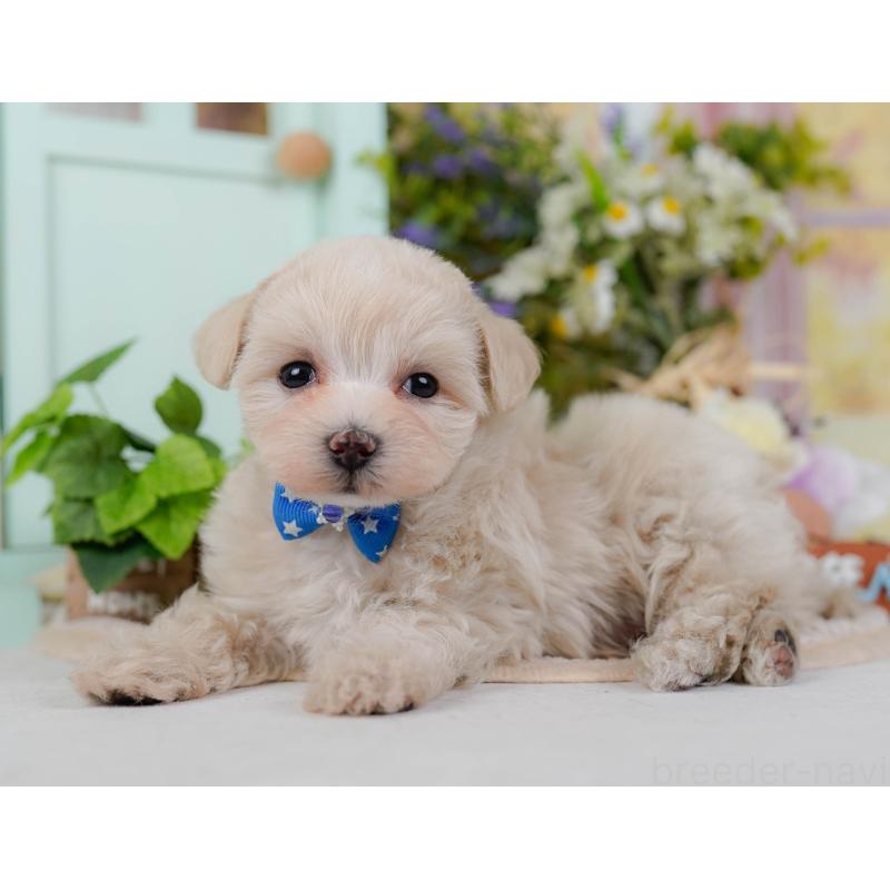 販売中の神奈川県のマルプー:マルチーズ×トイプードル-430039の7枚目