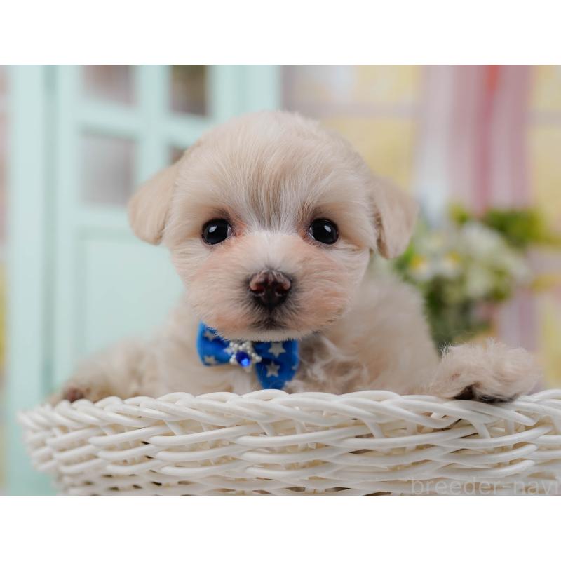 販売中の神奈川県のマルプー:マルチーズ×トイプードル-430039の5枚目