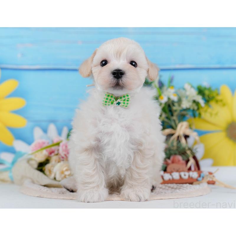 販売中の神奈川県のマルプー:マルチーズ×トイプードル-430042の12枚目