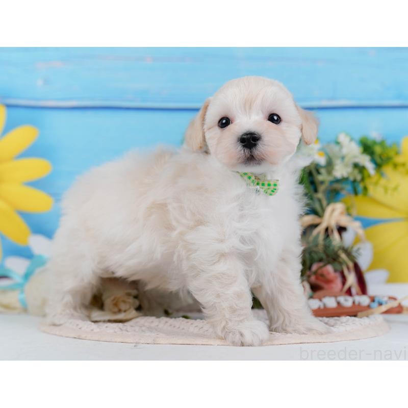 販売中の神奈川県のマルプー:マルチーズ×トイプードル-430042の11枚目