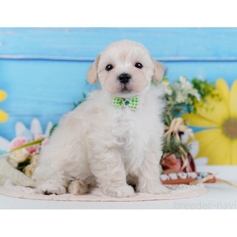 販売中の神奈川県のマルプー:マルチーズ×トイプードル-430042の10枚目