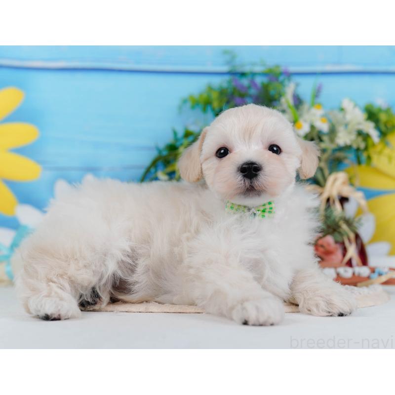 販売中の神奈川県のマルプー:マルチーズ×トイプードル-430042の9枚目